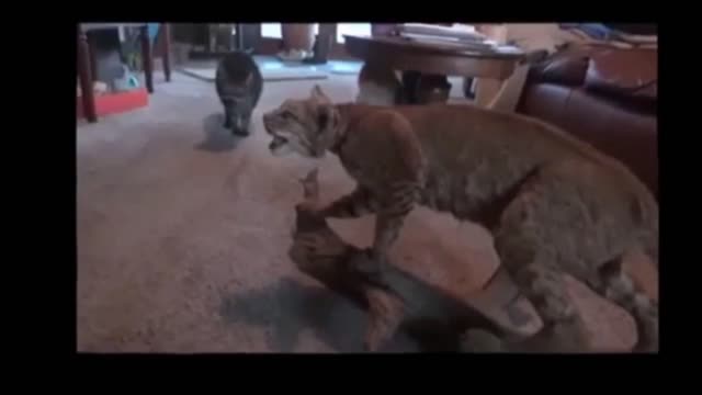 Funny 🤣 cat 😸 hands up video 2022