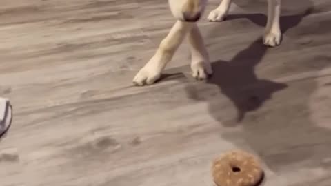 Dog vs donut