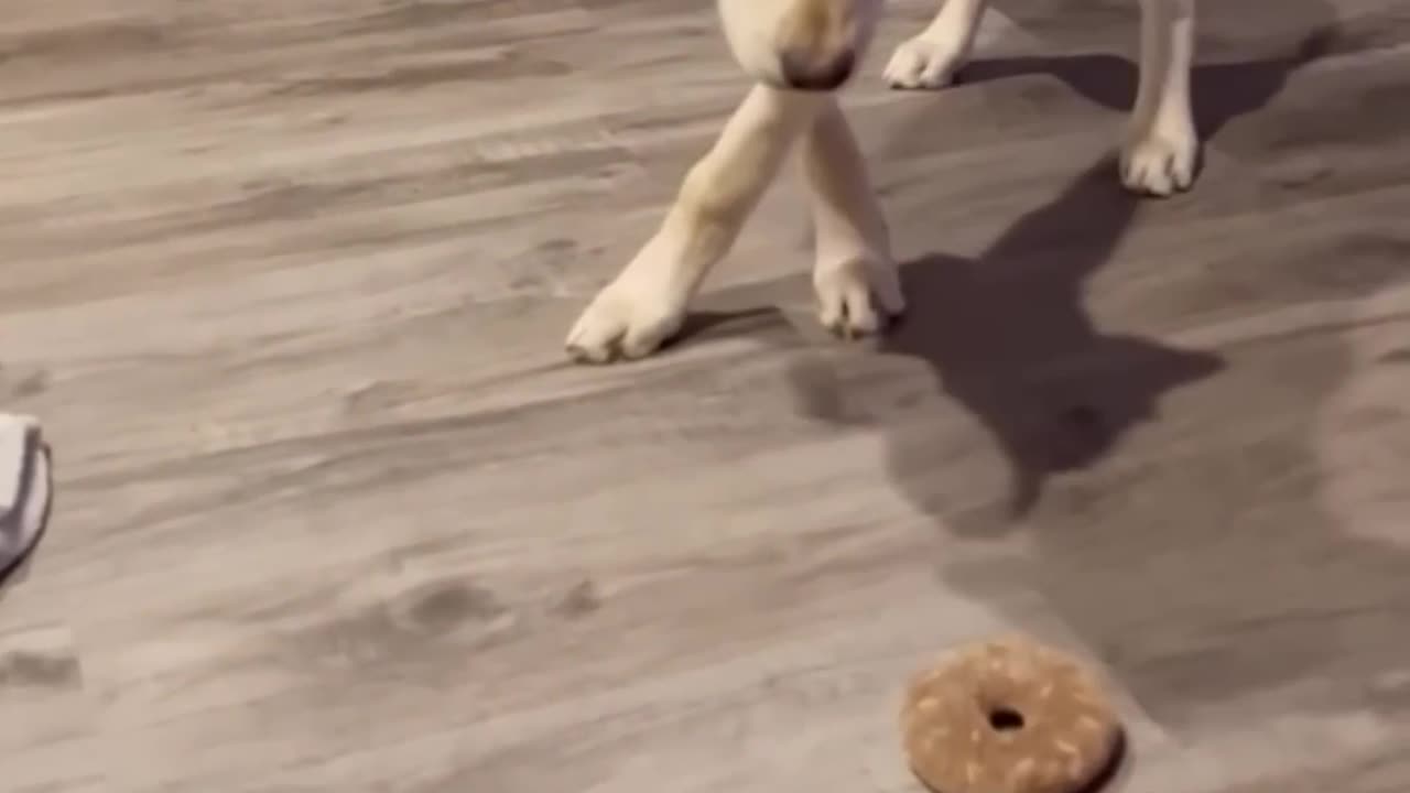 Dog vs donut