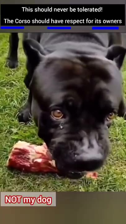 How a Cane Corso should NOT act!😬