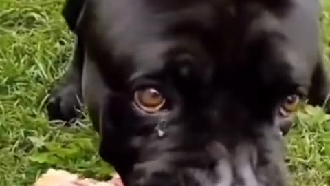 How a Cane Corso should NOT act!😬