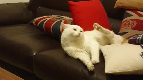 Chino chill on sofa