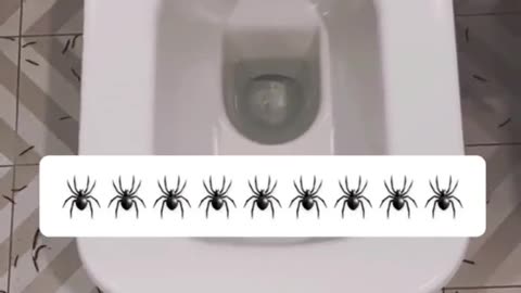 Cosa faresti se ti ritrovassi il bagno così? 😂 🕷🪱