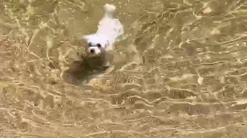 a puppy playing in the water