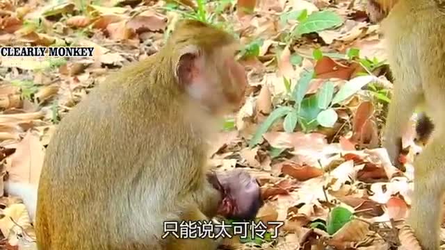 smart golden monkey