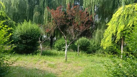 What kind of tree is this? The leaves are so red