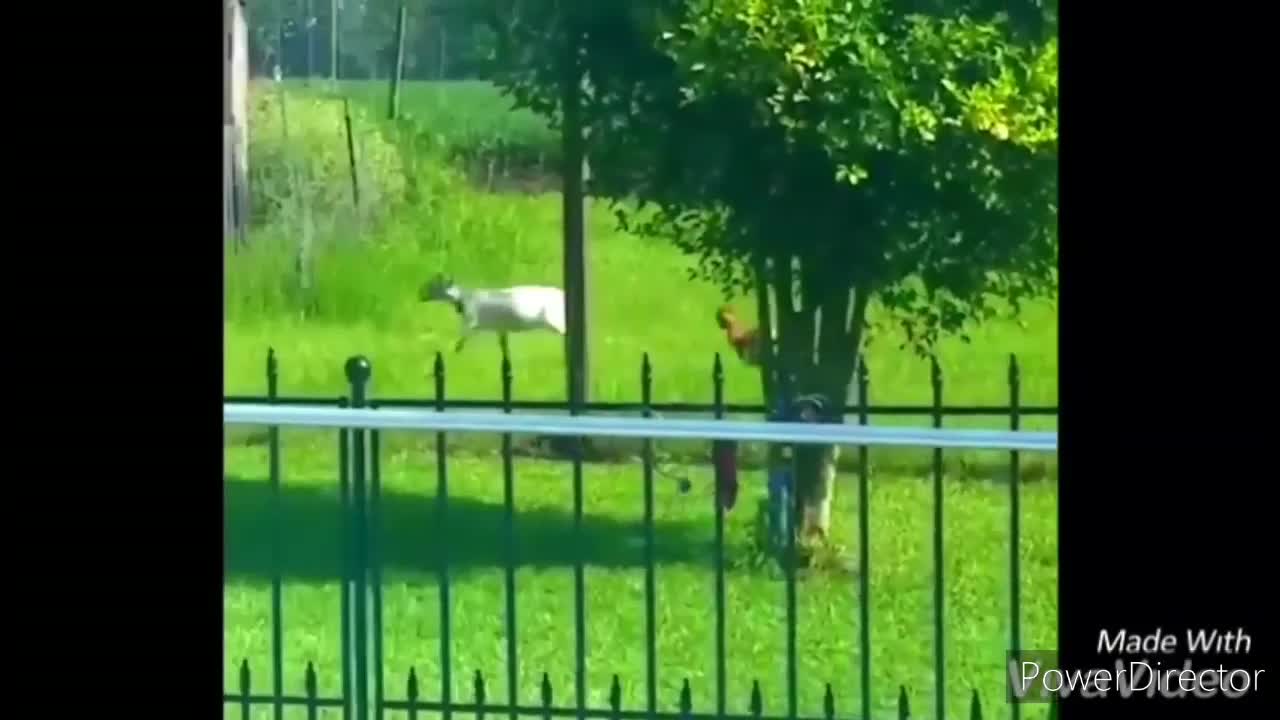 abu @Funny chickens and roosters Chasing kids and adults @ abu funny videos compilation 2022