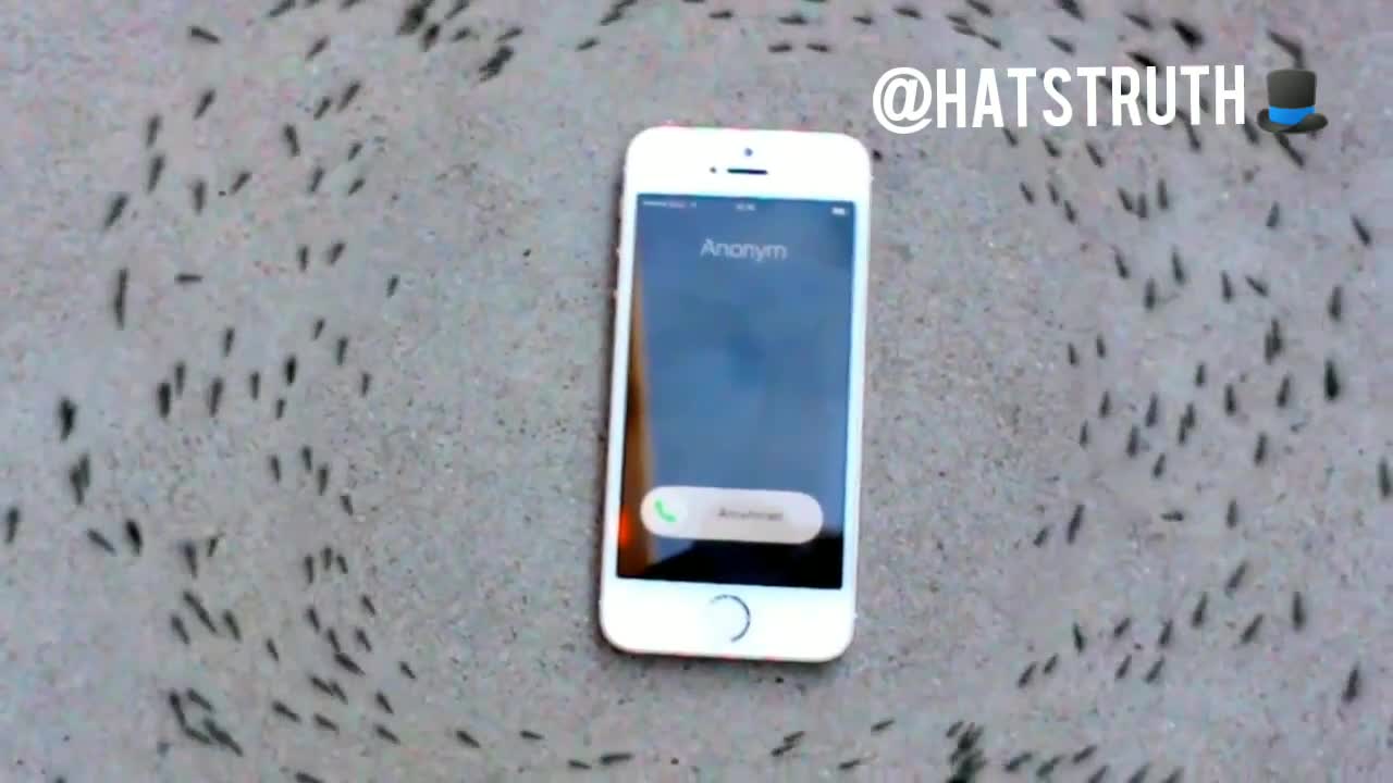 The ants can sense radiation