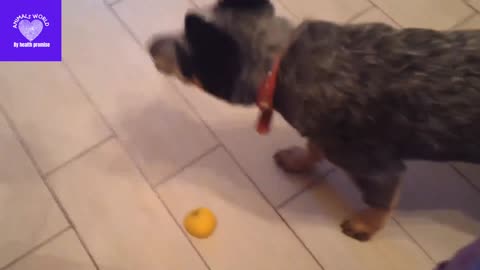 Dog trying to get his cookie