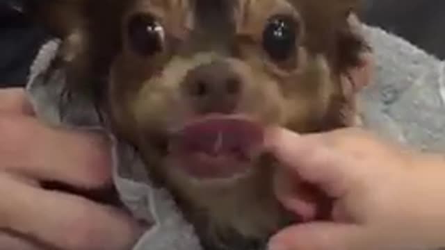 Cute Chihuahua Dog Bites Baby in Super Slow Motion 2021