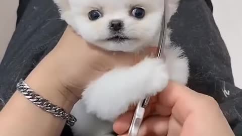 Funny Puppy