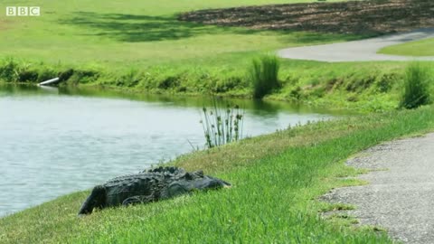 Alligator VS Eel | Cities: Nature's New Wild | BBC Earth