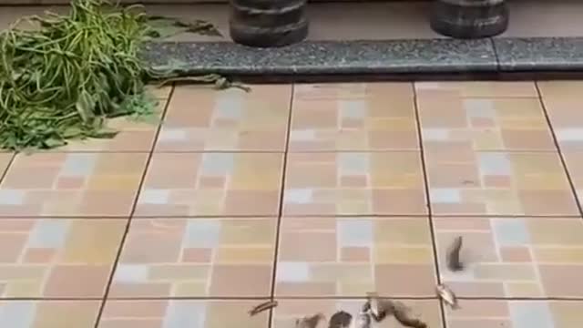 Happy laughing