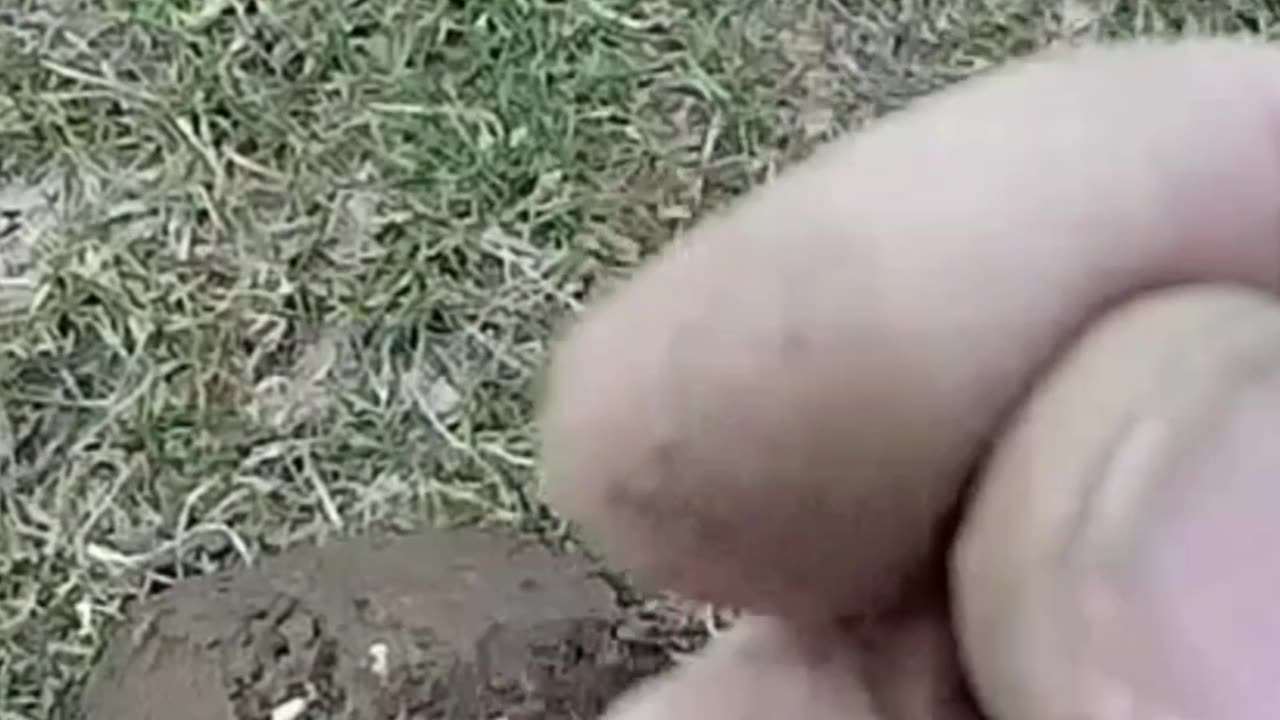 Last wheat Penny from Denver