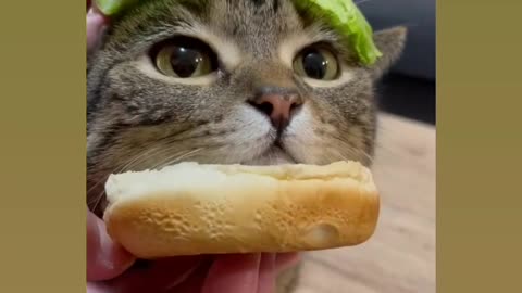 Eating for so cute 🥰😍 CAT reaction