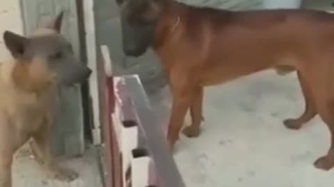 Funny_Animals_Videos_2022_🤣-_Funniest_Cats_and_Dogs🐱🐕