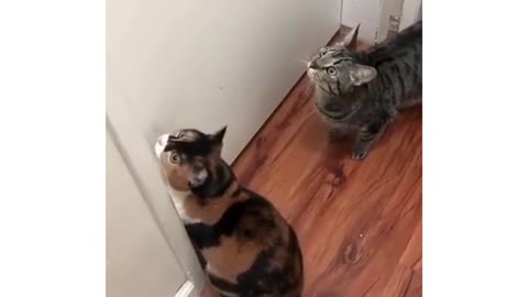 Cats #catsfordepression #cats #catsoftiktok