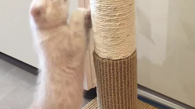 Baby cat playing with a scratcher