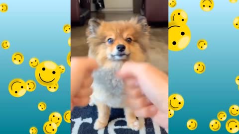 Watch the videos of cute pets and funny animals