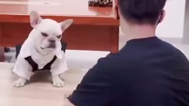 Super funny Dog video #1 cute dog & cat