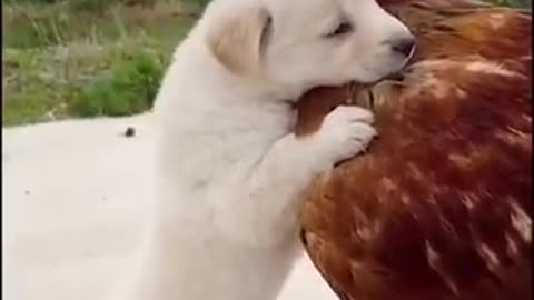 Dog funny and cook