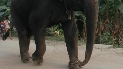 Huge Big Elephant
