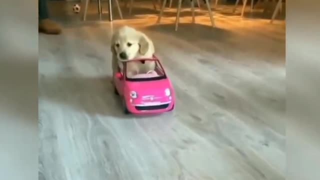 Cute dog😉😄😎❤😍😍#25
