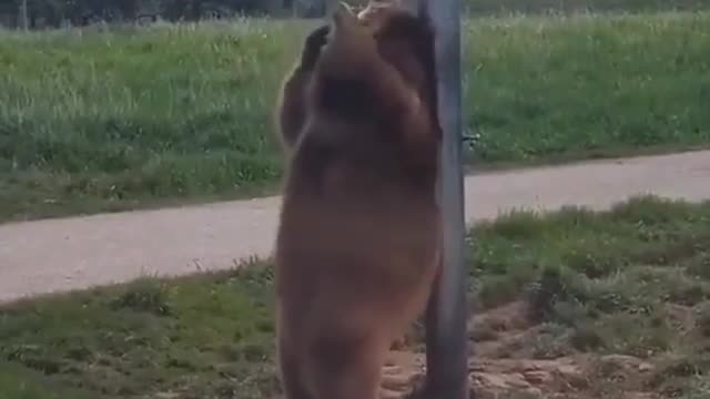 Dancing bear so funny
