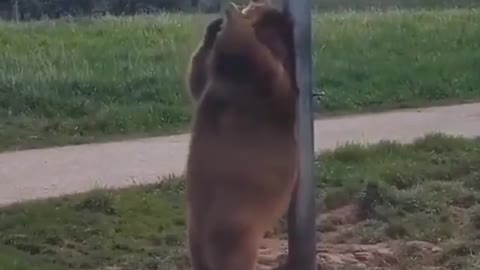 Dancing bear so funny