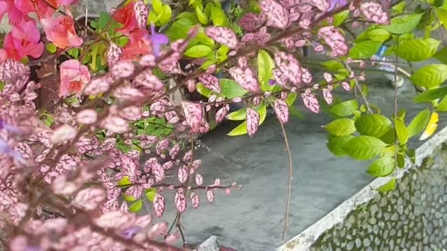 Mini Garden flower