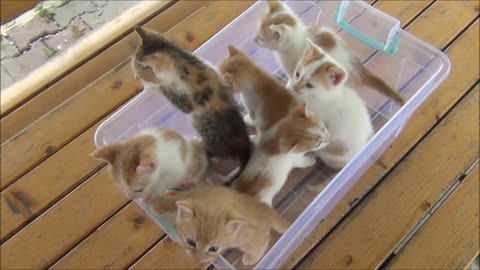 Kittens meowing Cuteness