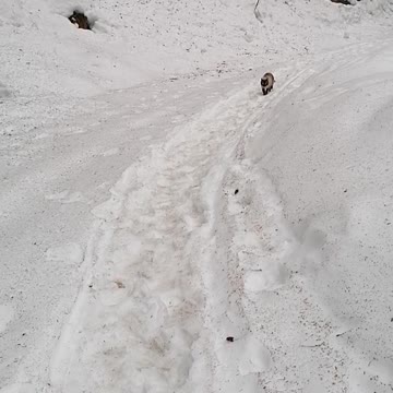 Beautiful cat walk in the middle of the snow