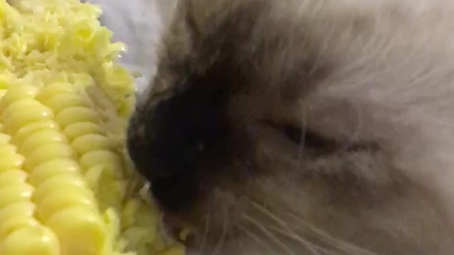 Cat eats corn