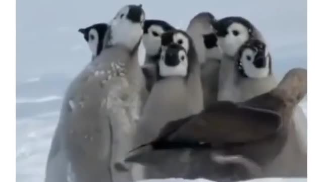 Funny penguin Dubbing must watch. Will make your day