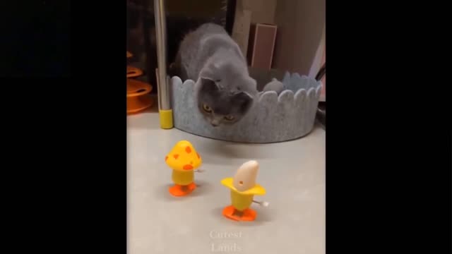 Cat and bananas