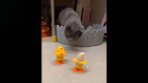 Cat and bananas
