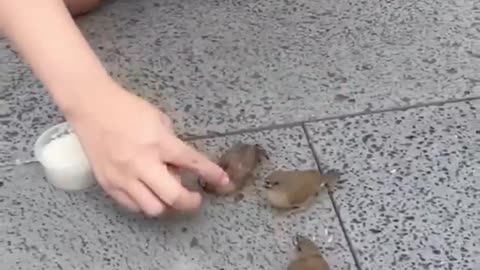 funny animals