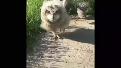 Funny cat dog animals videos (7)