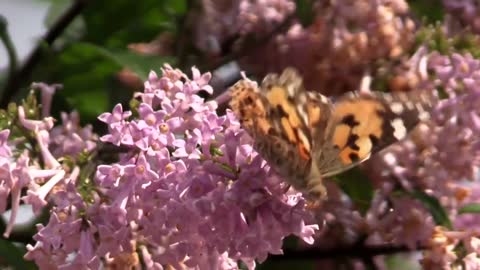 Butterflies and Flower _ royalty free _stock footage _no copyright