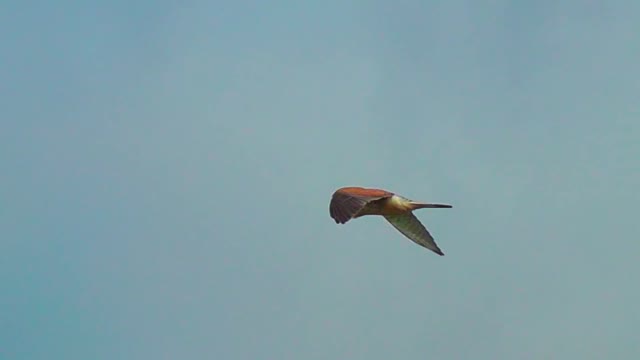 Kestrel Hovering and Hunting in Cornwall