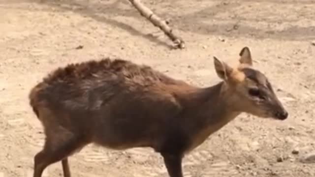 The cry of a muntjac