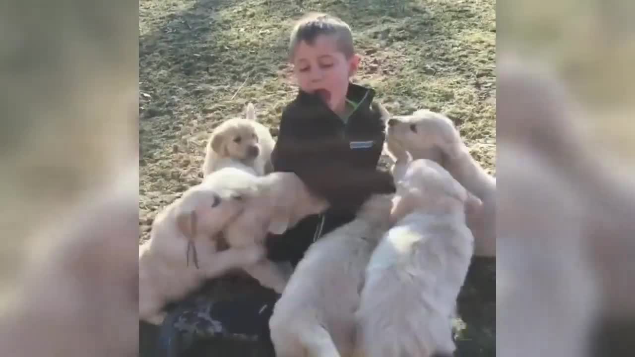 CUTE golden retriever puppies ❤️❤️❤️❤️❤️