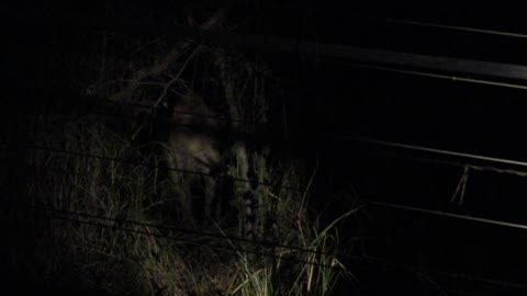 Hyena on the boundary fence