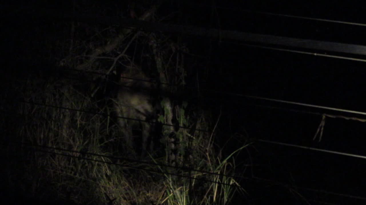 Hyena on the boundary fence