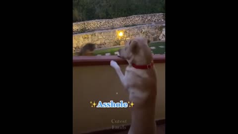 Funniest Cats | Don't try to hold back Laughter | Cutest Lands Part 2