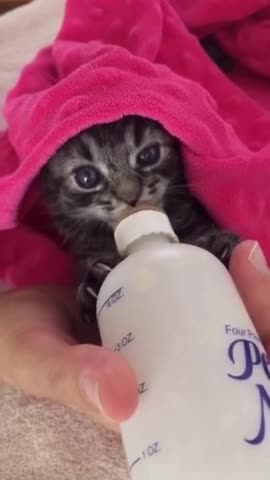 Gatito toma adorablemente la mamadera