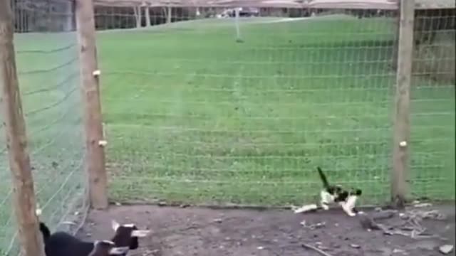 Crazy cat memes funny laughtin