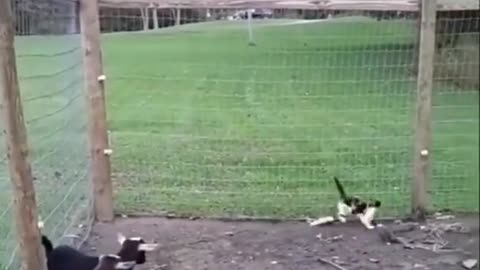 Crazy cat memes funny laughtin