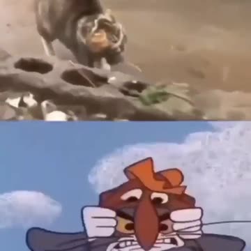 funny_cats.video-showing