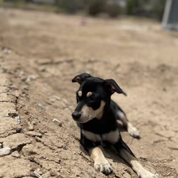 Another Life Lesson From My Puppy Rocket: Run as if You’re Running for a Prize